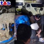 Aksi Pencurian 12 Ekor Kambing di Padangsidimpuan: Tersangka Mengaku Beli Rp7 Juta