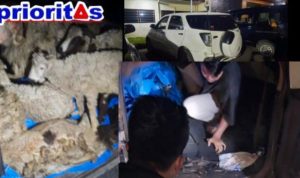 Aksi Pencurian 12 Ekor Kambing di Padangsidimpuan: Tersangka Mengaku Beli Rp7 Juta