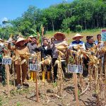 Polres Madina – PT SMGP Panen Raya Jagung Kuartal II, Pemkab Madina Beri Apresiasi